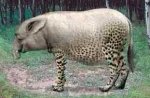 switch zoo4.jpg