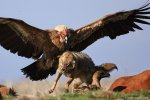 Griffon-Vulture.jpg