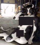 cow.jpg