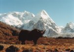 yak1.jpg