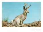 jackalope.jpg