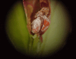 R1 - M6 - Image 2.gif