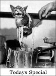 catfood.jpg