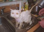 Angry%20Wet%20Cat.jpg