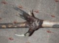 Mini hilt.jpg