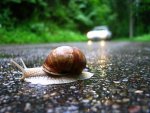 whydidthesnailcrosstheroad.JPG
