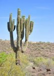 saguaro1.jpg