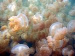 jellyfish swarm 001.jpg