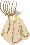 barnacle2.jpg