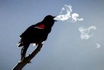 birdbreath.jpg