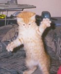 kitten0012.jpg