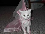 kittyprincess.jpg
