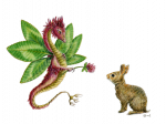 clover_ dragon.jpog.png
