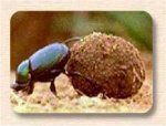 dungbeetle.jpg