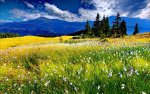 spring-meadow-7.jpg