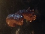 IMG_0366.JPG