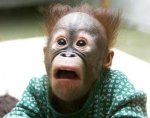 monkey3.jpg