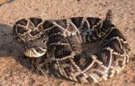 snake, diamondback rattler.jpg