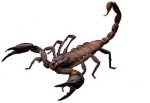 scorpion.JPG