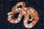 cornsnake.jpg
