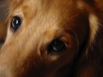puppy_eyes.jpg