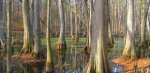 Swamp.jpg