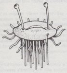 1. Flumph 1981 - Fiend Folio.jpeg