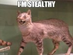 cat1.jpg