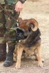 Horned Ape-Dog.jpg
