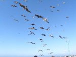 seagulls.jpg