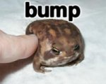Bump toad.jpg