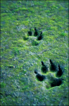 wolf_tracks.png