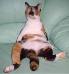 suzy\'s-cat-2.jpg