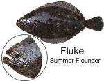 fluke.jpg