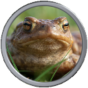 Toad.png