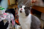 Heres-the-OMG-cat-the-feline-with-one-expression-for-everything3__880.jpeg
