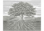 OldOakTree.jpg