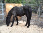horsebody.jpg
