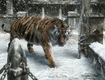 Tiger.jpg
