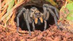 spider.jpg