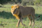 young lion.jpg young lion.jpg