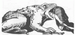 frog.gif