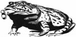 frog_4.jpg