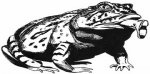 frog_3.jpg