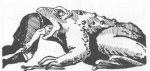 frog_2.jpg