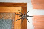 spider.jpg