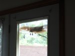 Squirrel NinjaSmall.JPG