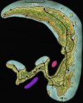 ShivMaptemp.jpg