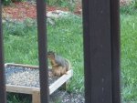 Male Sguirrel.JPG