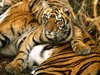 bengal tiger-Nat. Geo.jpg